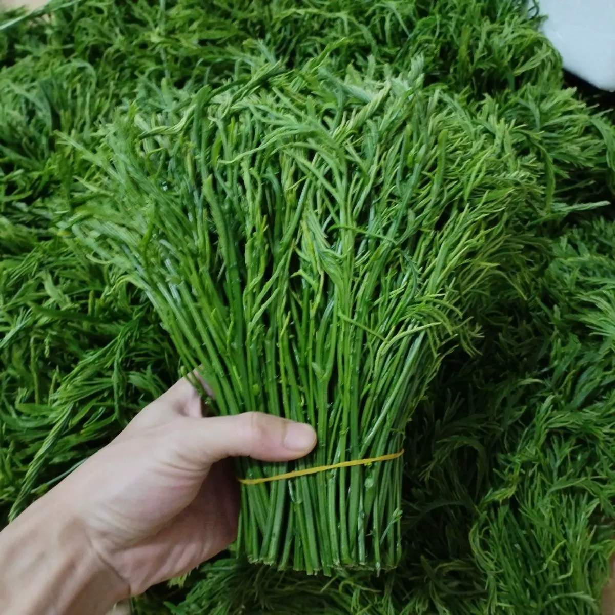 云南德宏新鲜蔬菜帕哈合金欢臭菜傣族绿叶宴帕哈250克泰国生吃 1斤