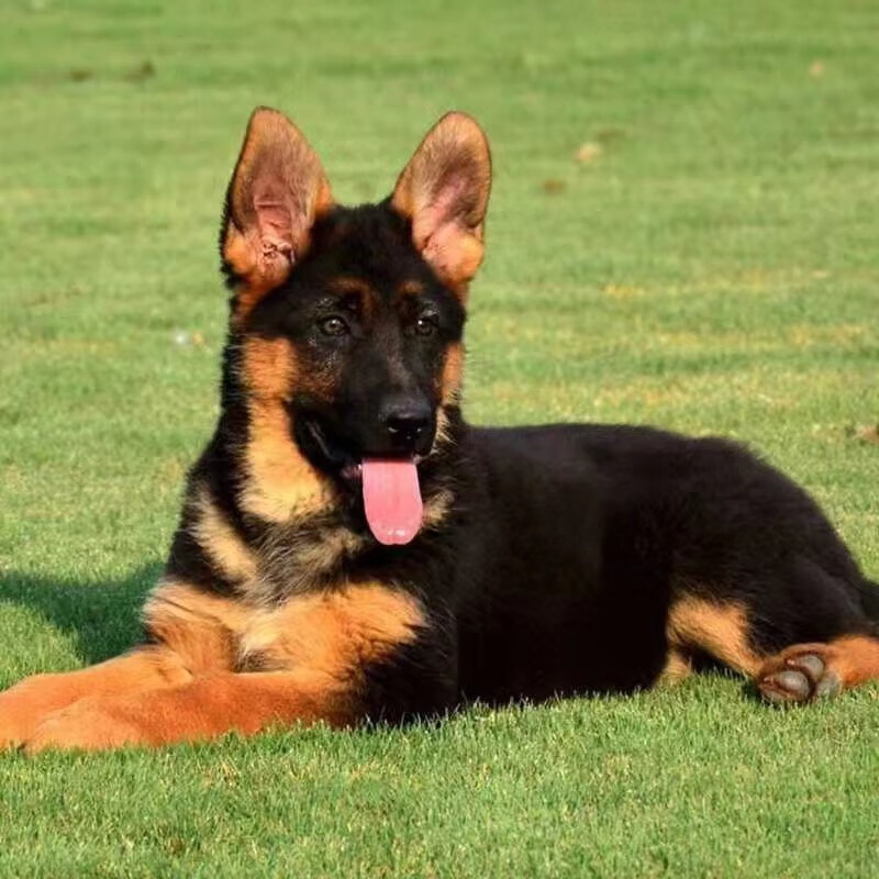 麦基乐德牧幼犬活体德国牧羊犬放牧工作犬平背弓背幼崽看家