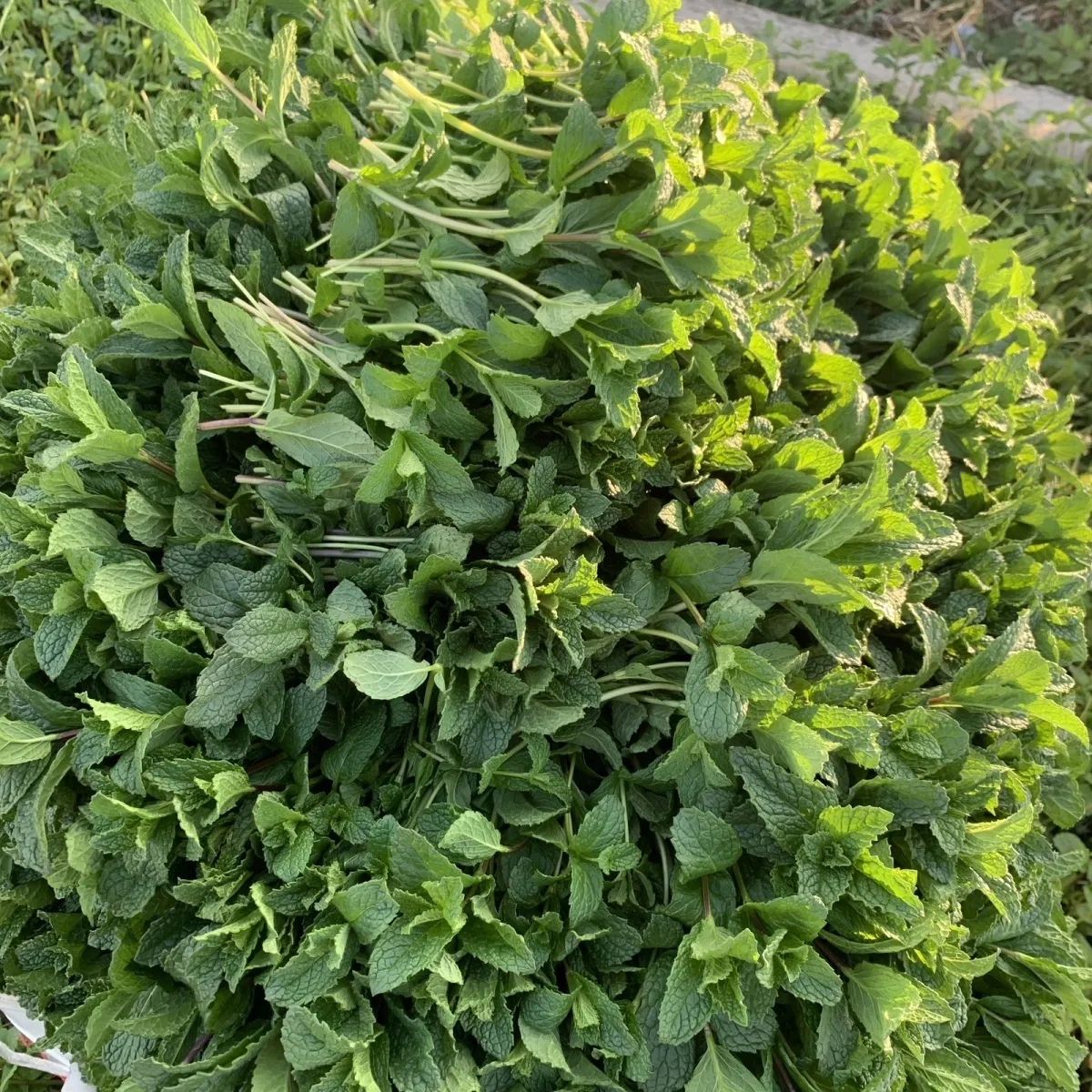 新鲜薄荷叶商用薄荷留兰香调酒奶茶店饮品摆盘 3斤