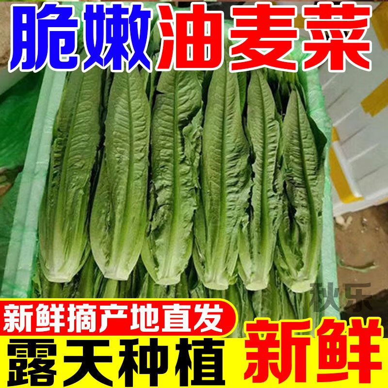云南油麥菜高原蔬菜新鮮油麥菜當(dāng)季油麥菜新鮮 1斤 泡沫加冰發(fā)貨