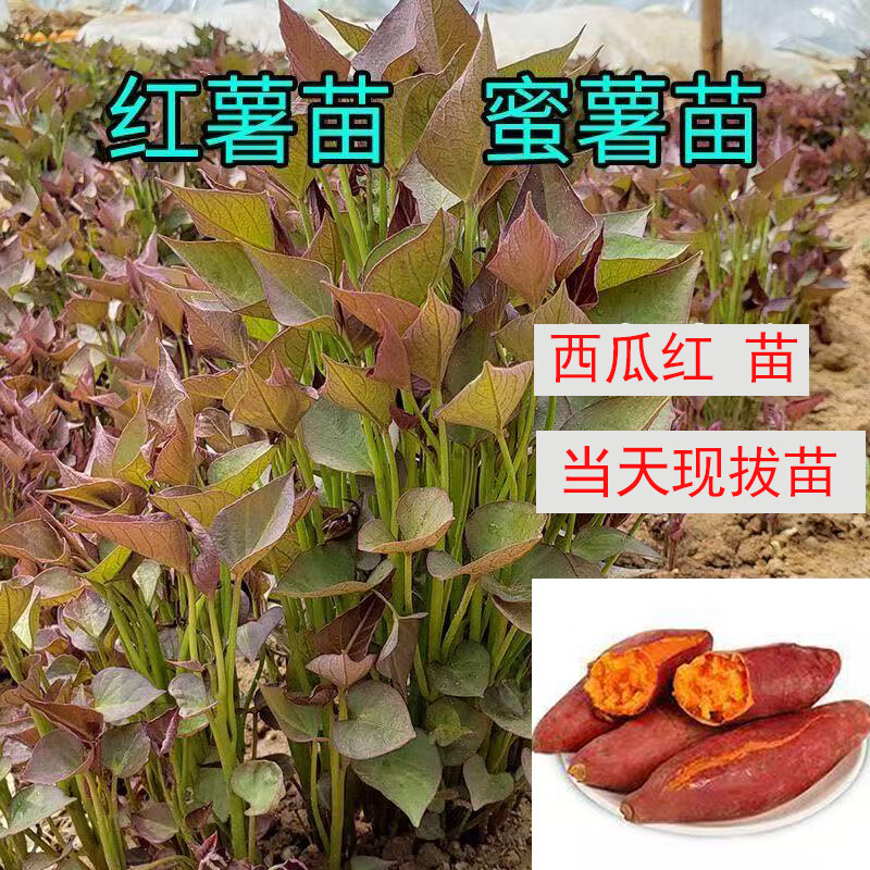 正宗西瓜紅薯苗籽山東蜜薯糖心紅薯種高產(chǎn)育苗種地瓜種苗種薯易活 西瓜紅 100棵(整捆)