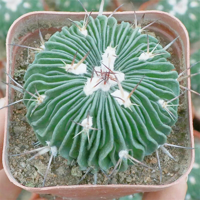 多棱玉仙人球千波万波稀有品种开花仙人掌科植物多肉盆栽室内花 多棱