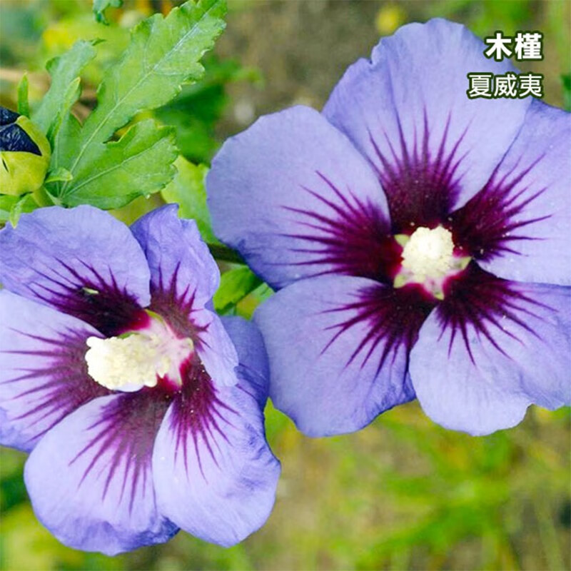 虹越(hongyue)2023新品 木槿盆栽苗 多品种可选庭院花灌木植物 夏威夷