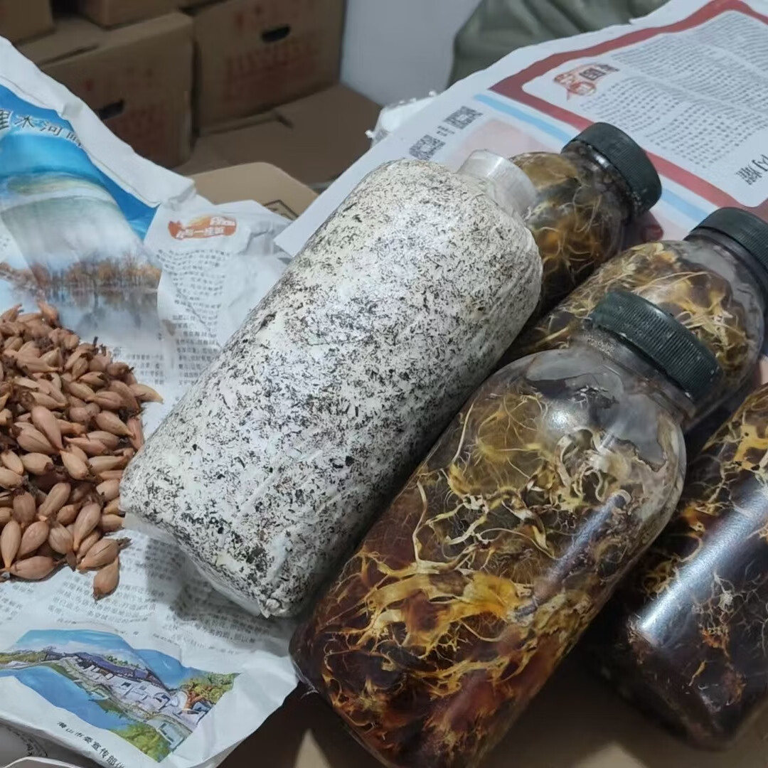现挖新鲜乌天麻种子/乌红杂交0代种/天麻种苗/蜜环菌四季套餐种子 20个硕果+2瓶萌发菌+4瓶蜜环菌