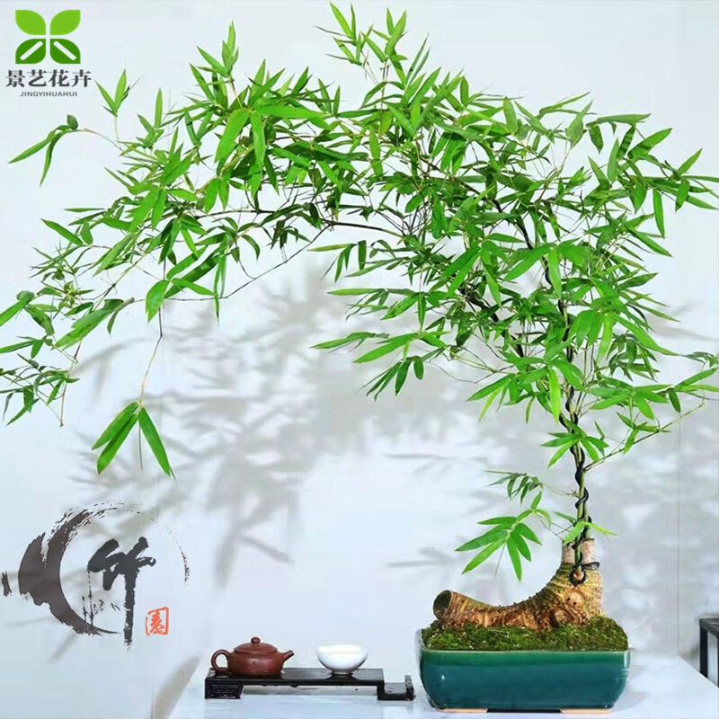 小叶簕竹蕨老桩正宗小叶刺竹勒竹佛肚竹观音竹连体竹成品竹子盆景 小叶簕竹专用土【9.8斤】 裸根不带叶子不含盆