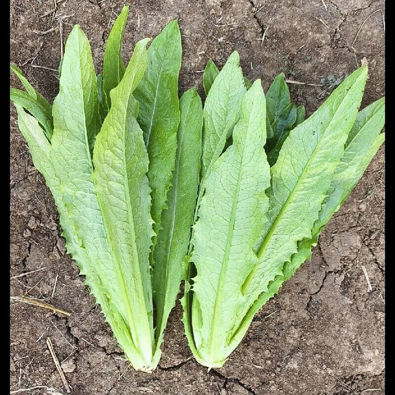 河北當(dāng)農(nóng)家自種油麥菜高原綠葉蔬菜葉菜白菜青菜油菜批發(fā)新鮮清香 新鮮油麥凈菜3斤包郵