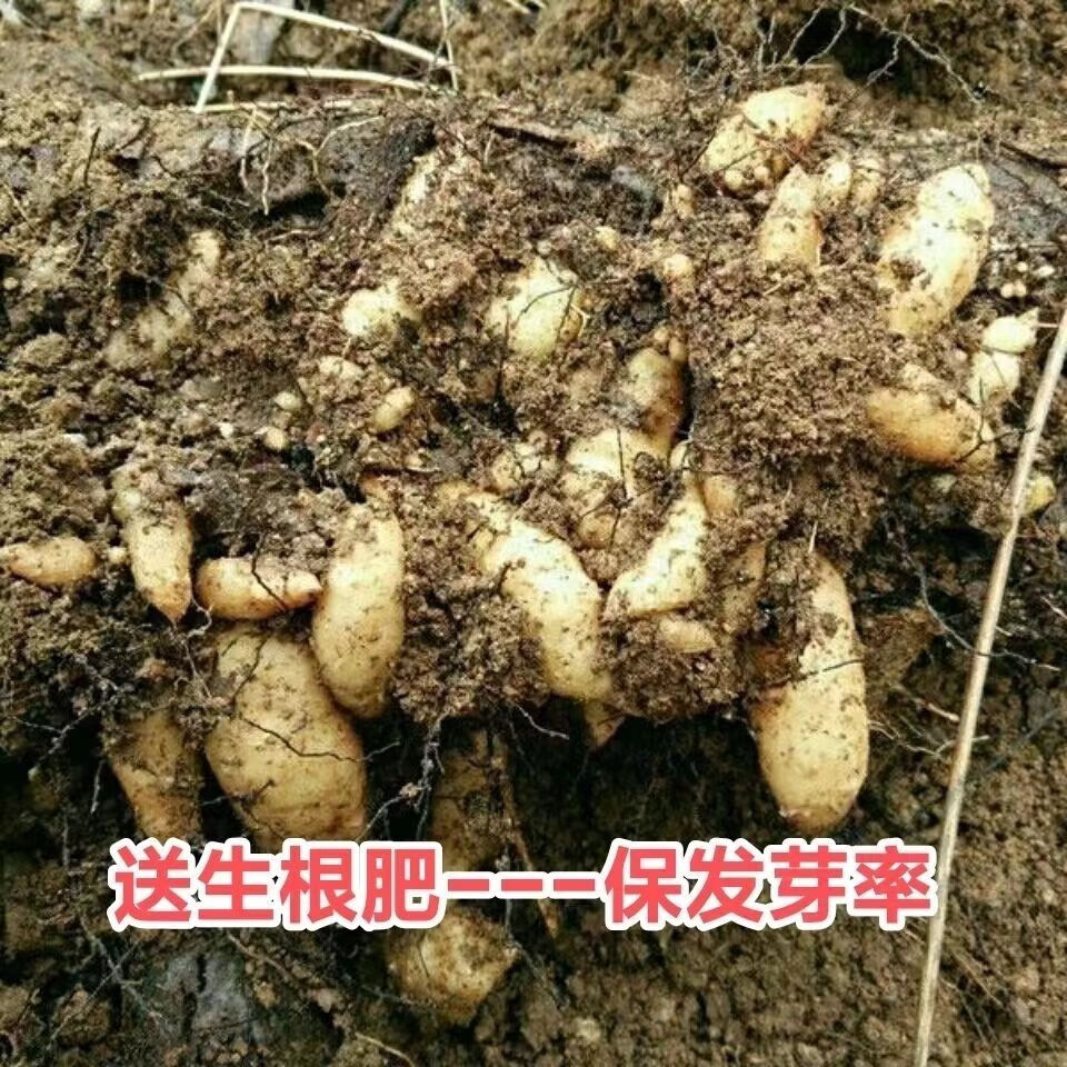 天麻种子/乌红杂交0代天麻种子/高产天麻籽/天麻种植苗/天麻种麻 天麻颗粒种子55粒+肥料