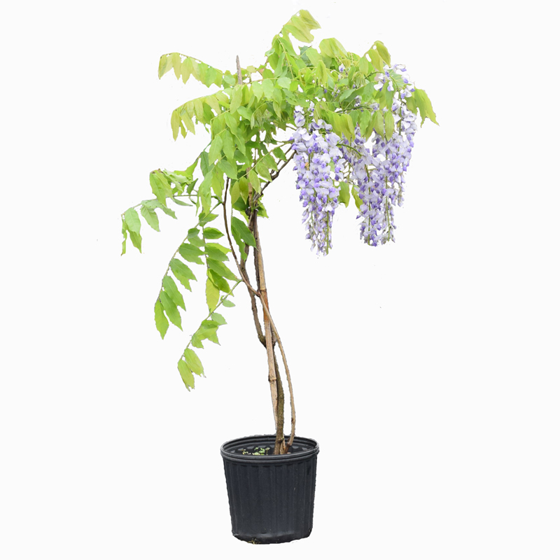 佳枝优绿多花紫藤花树苗爬藤植物盆栽四季攀爬紫藤花苗攀援老桩 根茎