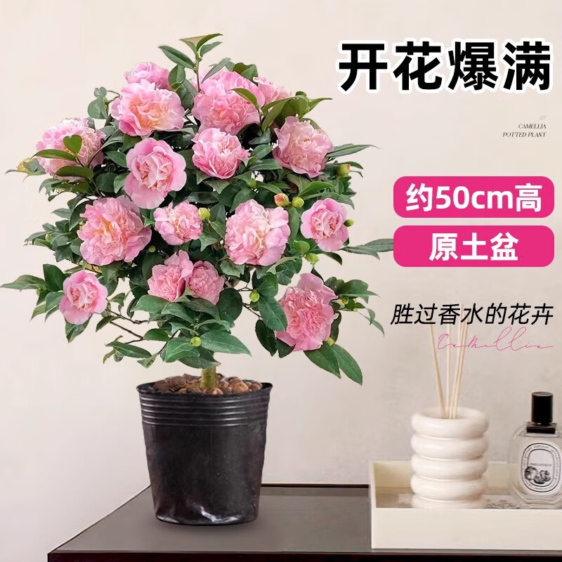 ���ڲ��������Ų軨��������ɽ�軨�����ļ������ܴ�������ɫ�൤������̨��ֲ�� �����軨��Լ40-50cm�ߣ�+ԭ����