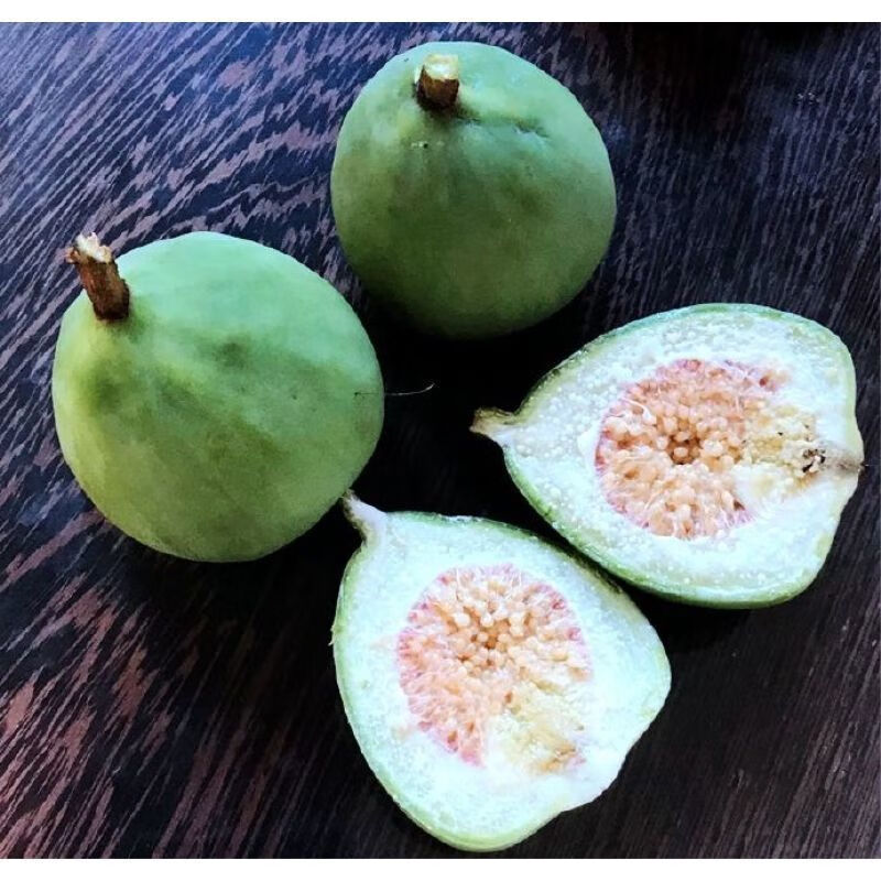 凉粉果树苗爱玉果冻树苗木莲薜荔果苗藤苗薜荔树苗盆栽庭院墙 50c 1年