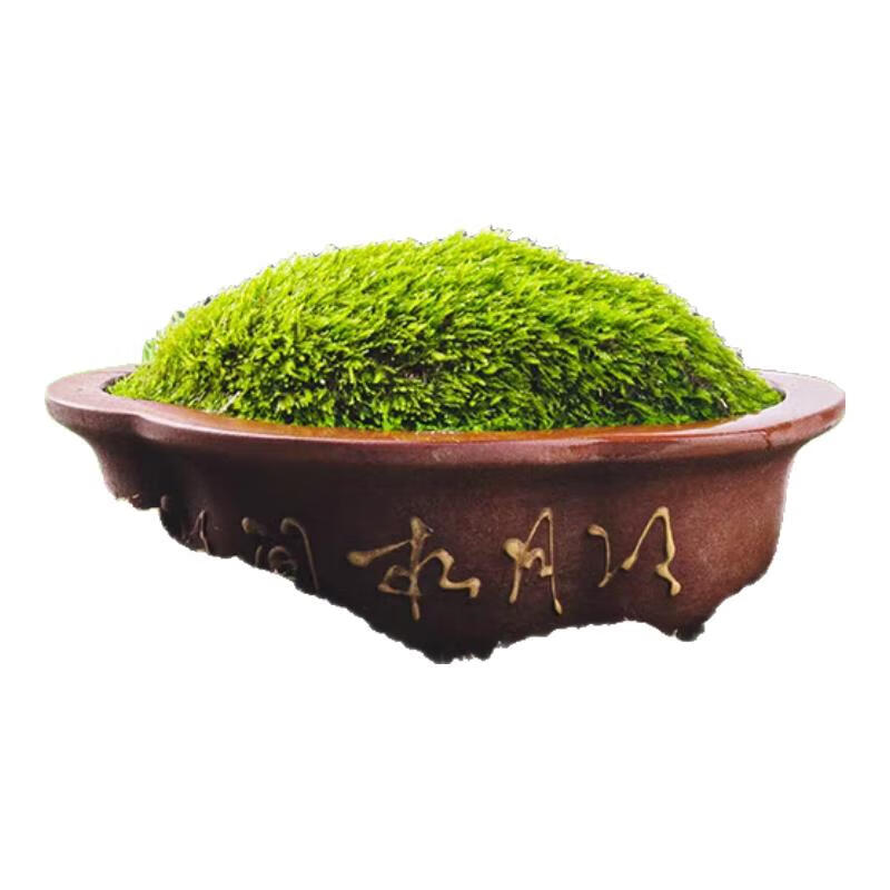 汇种草农苔藓孢子粉四季鲜活青苔绿植短绒吸水石种子微景观盆景造假山草籽 瓶装混合苔藓孢子粉精品约80毫升 精选【21克】包发芽