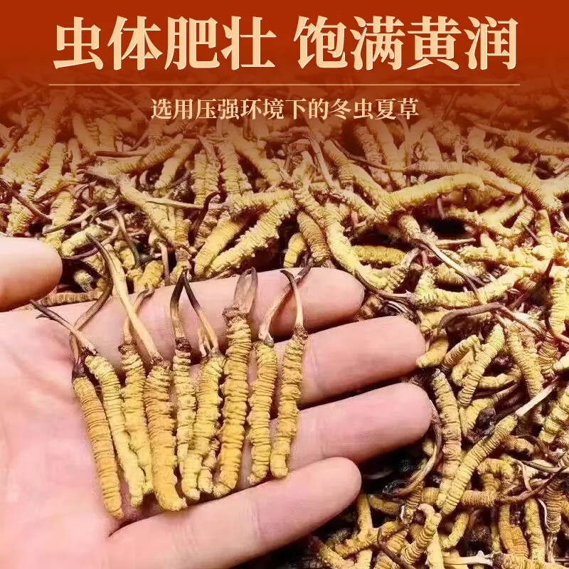 雪域祝福高海拔 冬虫夏草 实惠装老人营养品送礼家庭滋补品中秋礼盒送礼 60根*1盒 5根1克