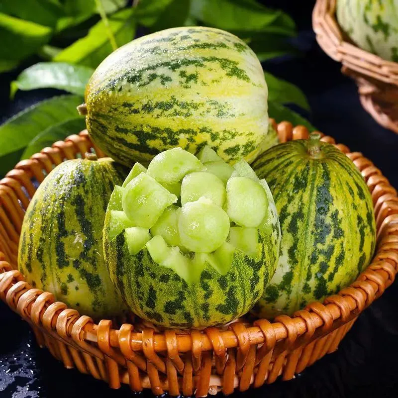 头茬花美人八里香甜瓜花蕾新鲜头茬现摘现发脆甜多汁正 精选5斤