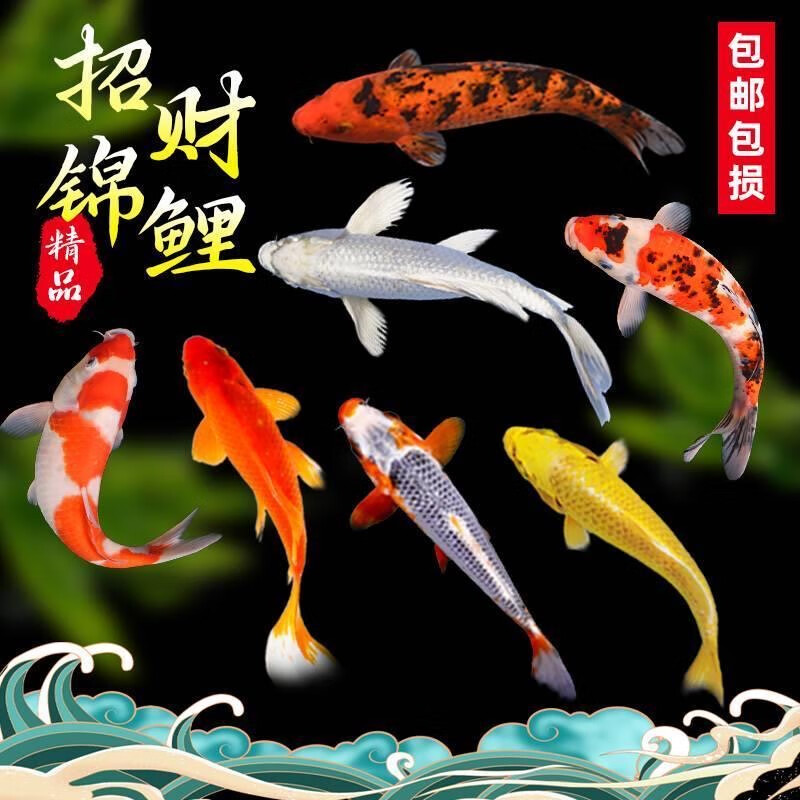 贝冠奇锦鲤活鱼大正三色红白锦鲤秋翠孔雀丹顶黄龙凤蝴蝶鲤冷水鱼观赏鱼 黄金 13-17cm1条