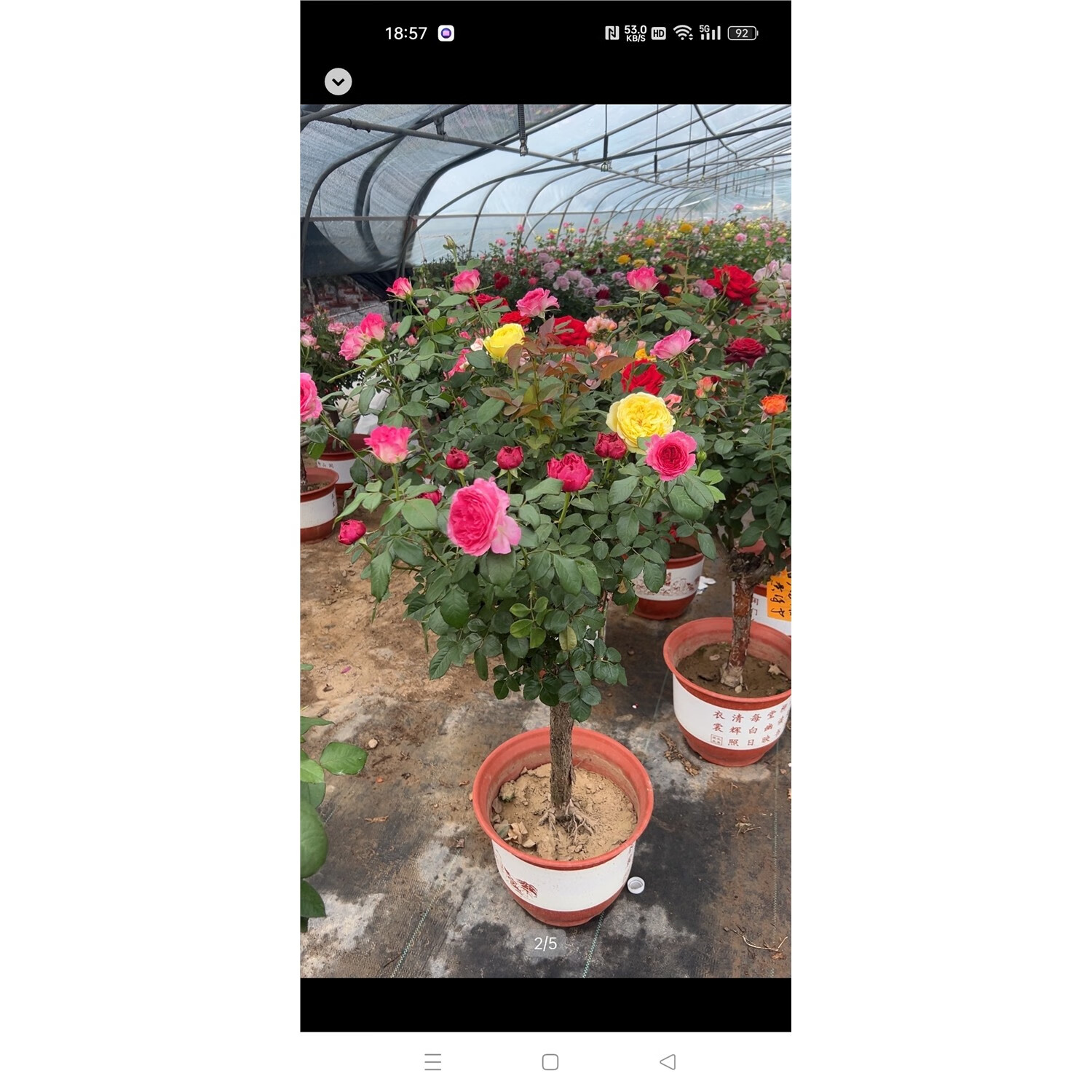 树桩月季棒棒糖树状四季开花苗浓香特大花卉高杆庭院 欧月多色精品