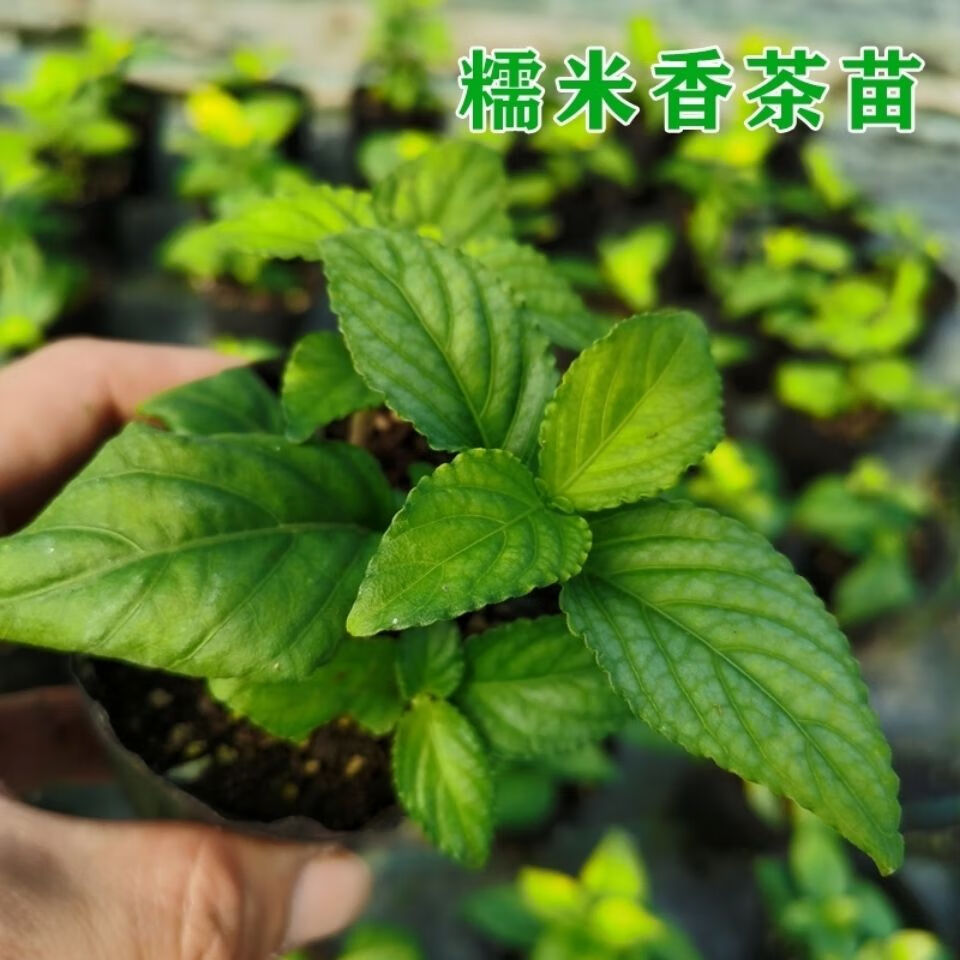 糯米香草盆栽泡茶香清新糯米四季种植蔬菜种苗可食用 1棵