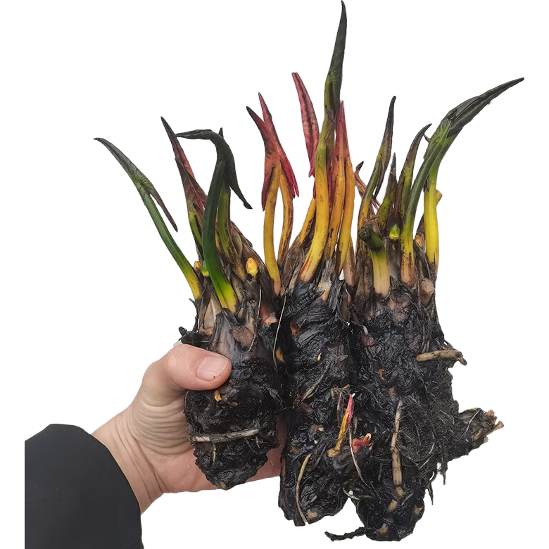 花行榜 大睡蓮根塊水養(yǎng)花卉池塘水培植物盆栽根莖 混色5個(gè)源頭直發(fā)