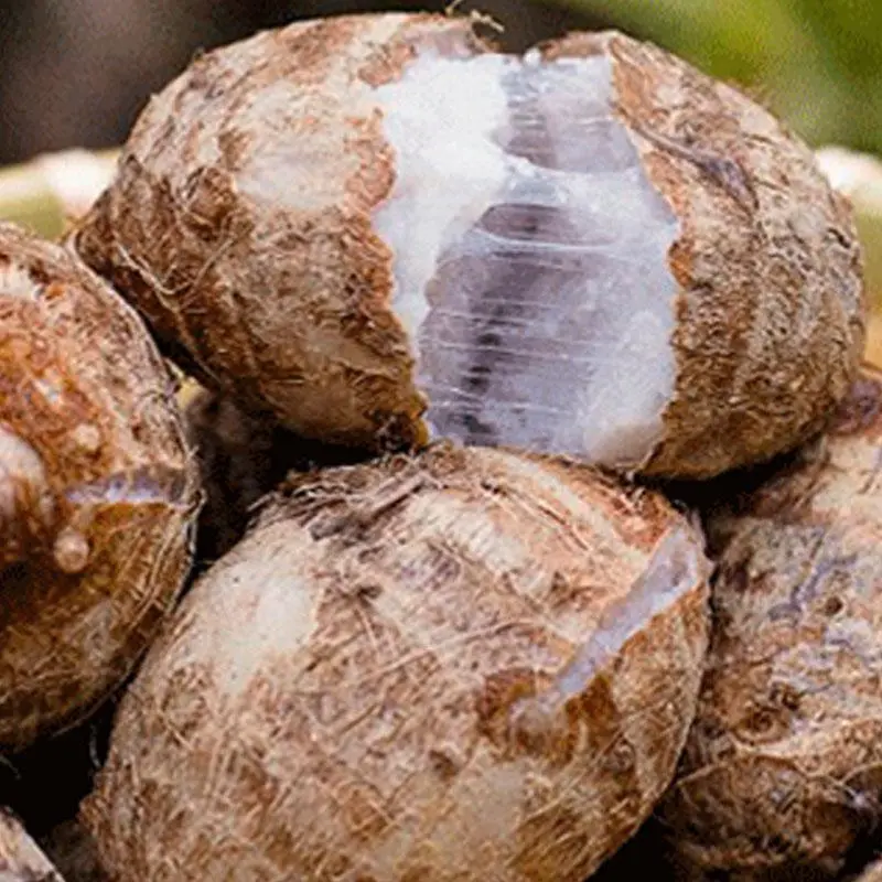 浙江金华新鲜现挖红芽芋头仔红嘴小毛芋头香芋艿软粘粉糯自种蔬菜 5.3斤精选大果【80-150克/个】