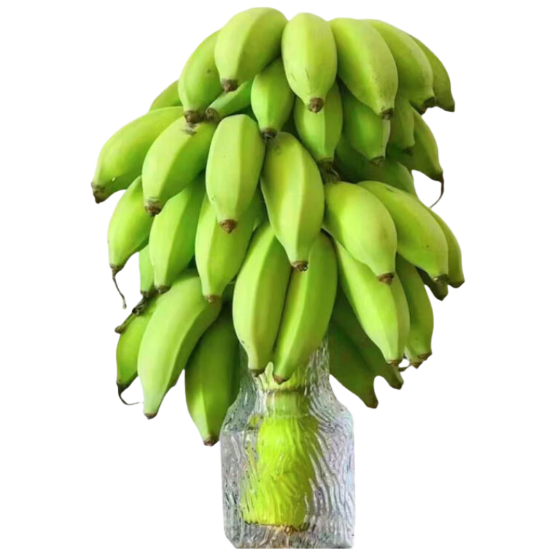 京鲜生禁止蕉绿水培香蕉净重5-6斤 送冰川花瓶   源头直发