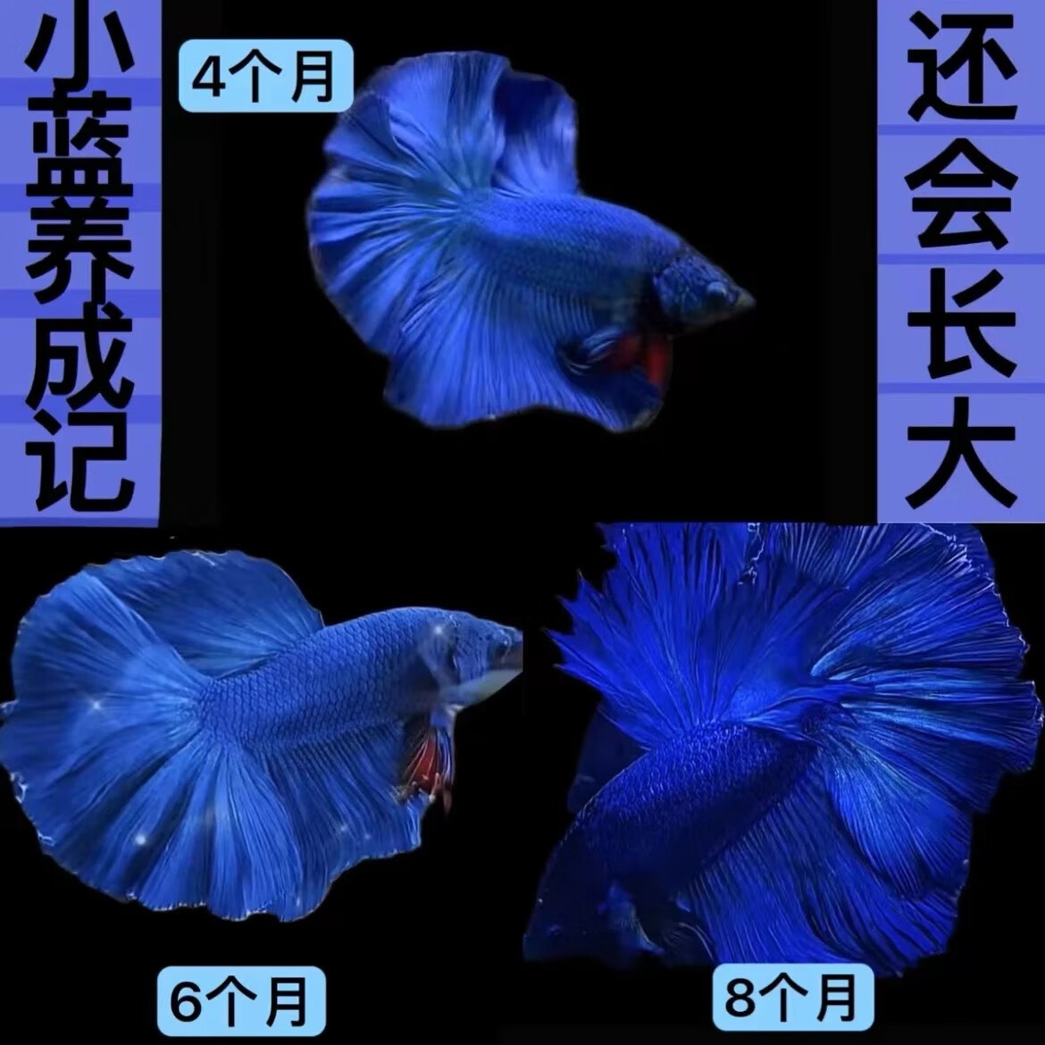 泰國斗魚觀賞魚苗金魚熱帶好養(yǎng)耐活體小型魚缸淡水半月寵物婚紗魚 夏日藍(lán)莓【玫瑰藍(lán)半月公超尾】