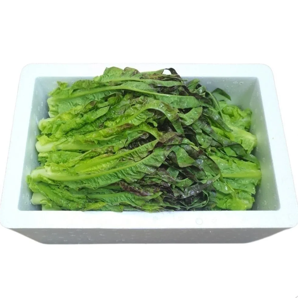 新鲜莴笋莴苣紫叶尖嫩丫细叶青笋尖火锅油焖辣炒时令蔬菜现摘现发 5斤泡沫箱