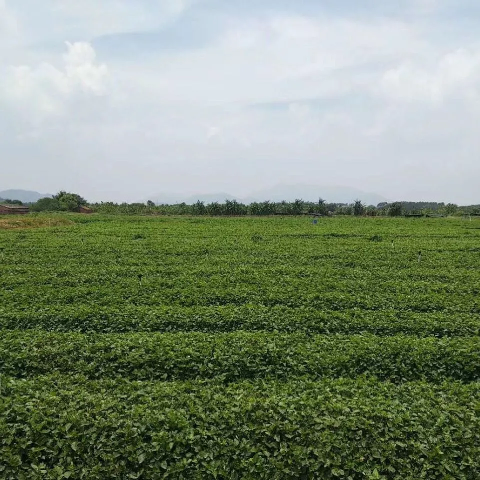 新鲜绿线叶血通菜菜苗特色野菜绿线苗火锅打边炉野菜500g 500克(顺丰冷链)