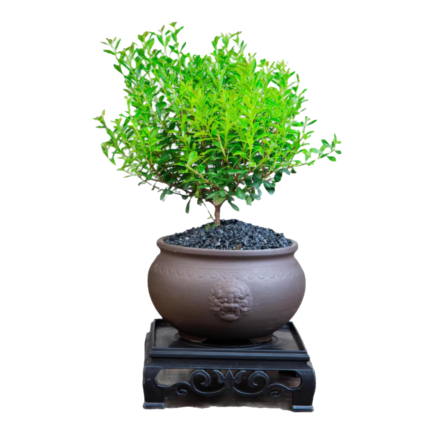 СҶ����辰ֲ��칫���ܻ���ֱ��������ֲ�������ڰڼ�������ֲ ���+��ʨ��ϲ��+�ڽ�ɳ+������