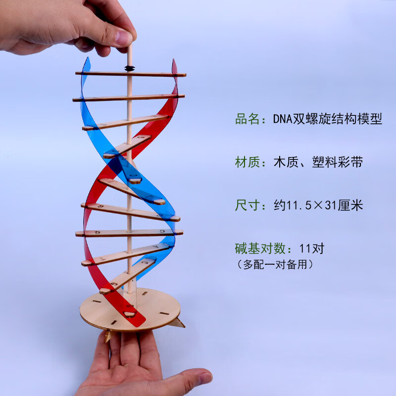 hknxdna分子结构模型双螺旋结构拼装材料包diy自制制作steam教育碱基