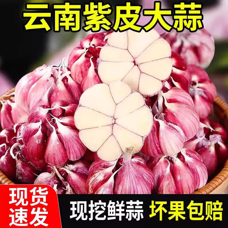 籮顏云南紫皮多瓣蒜2025年現(xiàn)挖紫皮大蒜大蒜頭濕蒜腌制糖醋蒜臘八蒜 云南紫皮新蒜 5斤 大果5cm以上