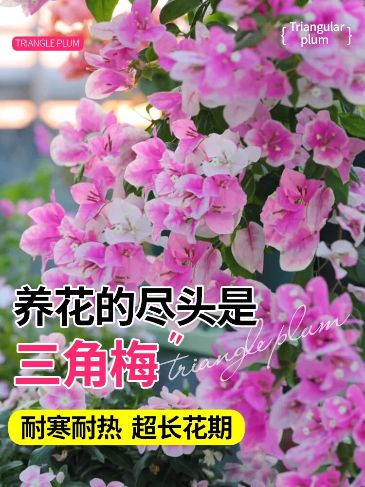 三角梅盆栽绿植物精品大苗带花卉漳红樱绿樱树苗爬藤老桩多季开花 金心橙白大苗45-50cm左右