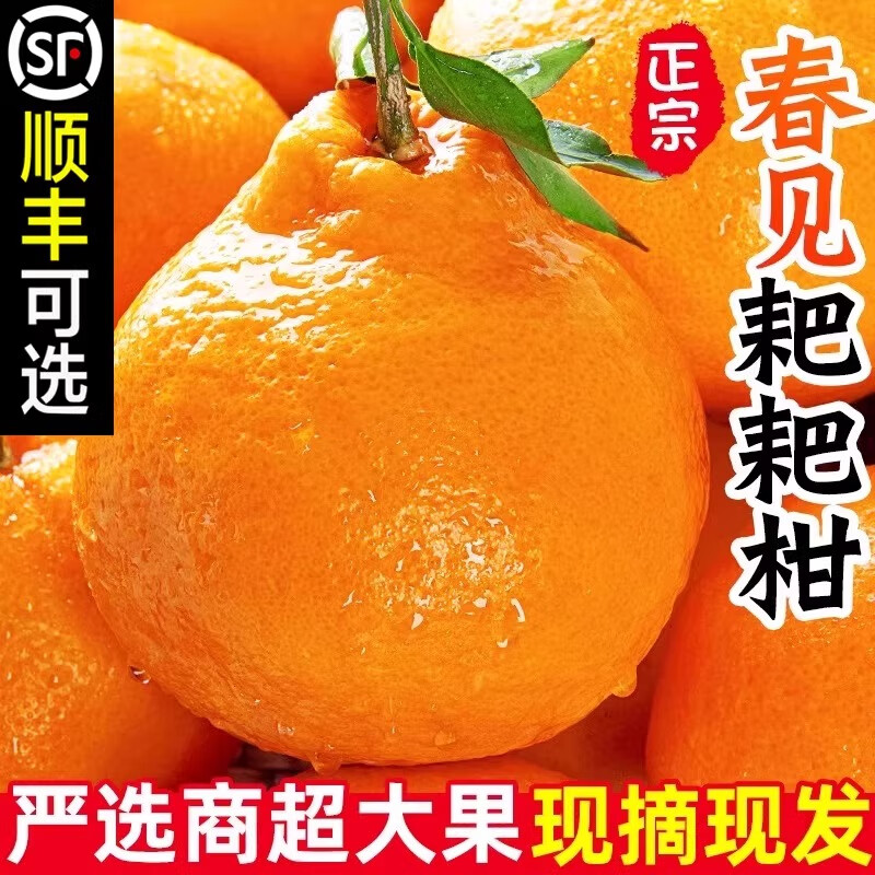 四川春見耙耙柑粑粑柑杷杷柑正宗水果新鮮整箱當(dāng)季丑桔橘5/10裝包 【中大果】時(shí)令嘗鮮，果肉適當(dāng) 3斤凈