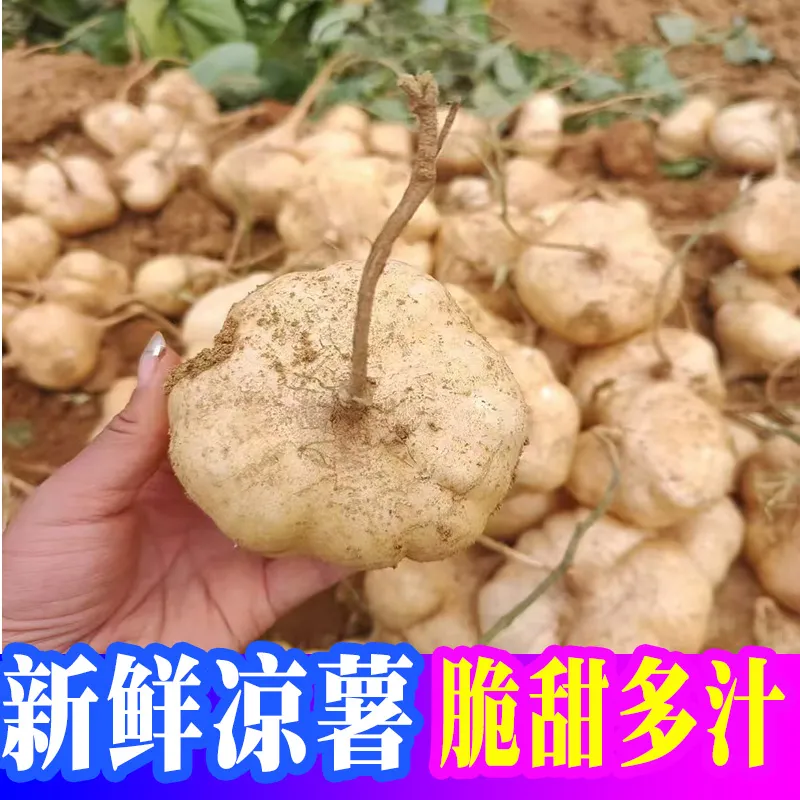 新鲜凉薯广西水果生吃特脆甜地萝卜贵州沙地葛薯白地瓜 整箱9-10斤【大果】