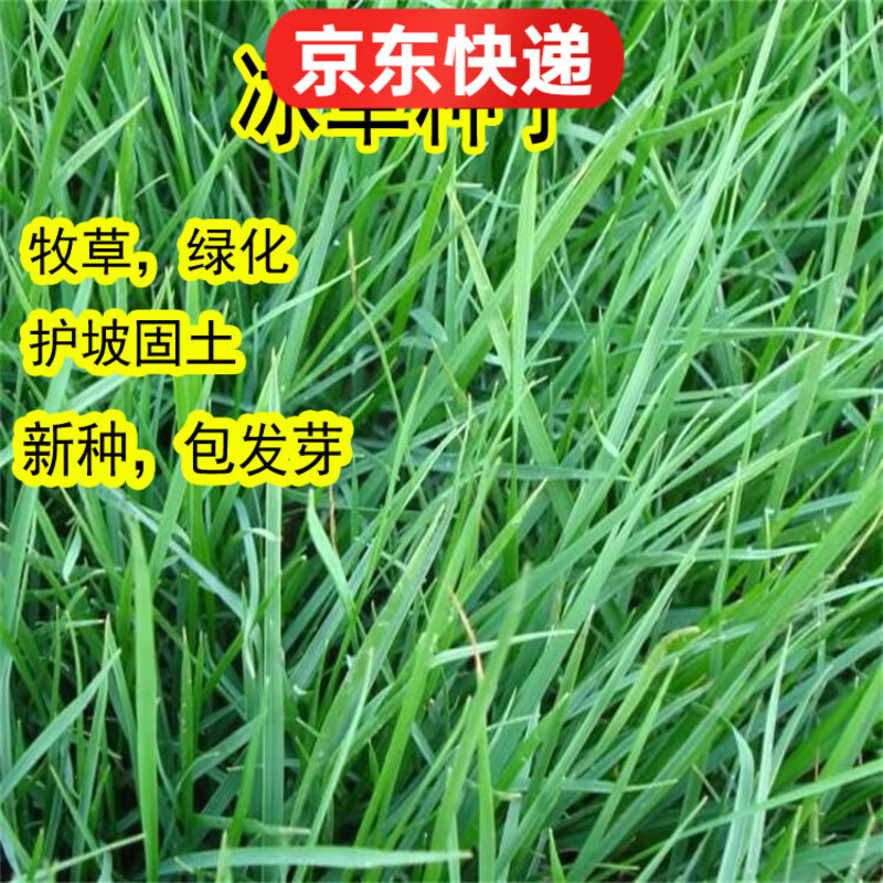 冰草種子別名野麥子 扁穗冰草 羽狀小麥草暖季型草坪種子牧草種籽 冰草半斤