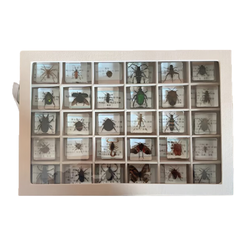 ��֮Ѱ����걾��������׶�������������߽�ѧģ�Ͷ�ͯ�����׶�԰���� 24��ظ�ħ��+���ɺ� 268.8Ԫ