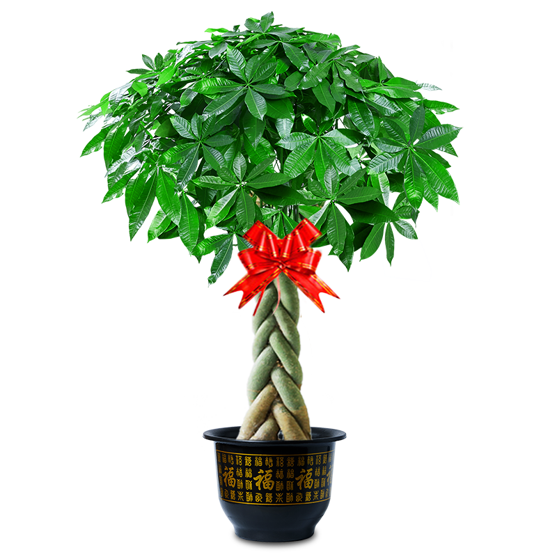 ڲűӷԴֲв칫Ǩҵֲ ӷ1.2-1.3m+֬119.8Ԫ