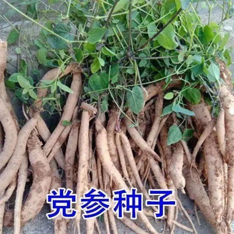花草林木种子新产中药材种子岷县党参种子党参子中草药 【党参】种子50克