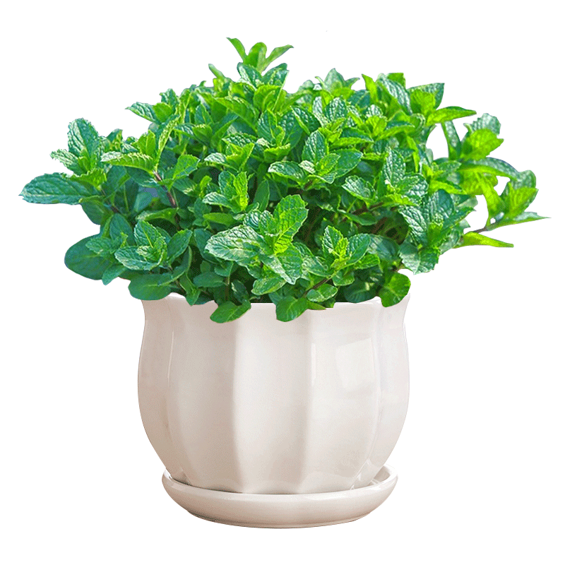 ���ڲ������������Կ�ʳ����ֲ�ļ����ֲ��Ҷ ���象�ɣ��������裩Դͷֱ�� 24.8Ԫ