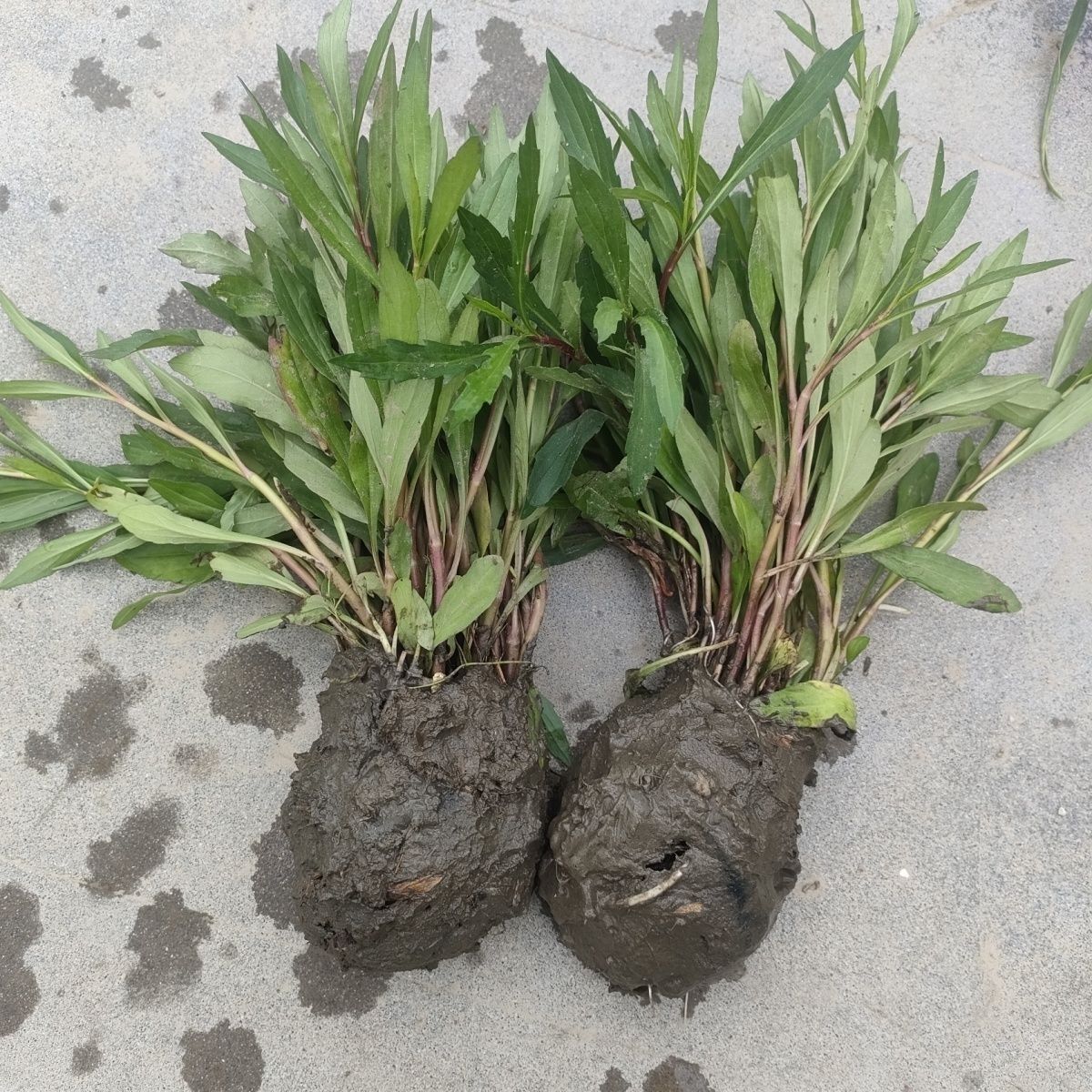 马兰头新鲜野菜野生蔬菜鸡儿肠凉拌香干红梗野生马兰头根种植苗 10棵