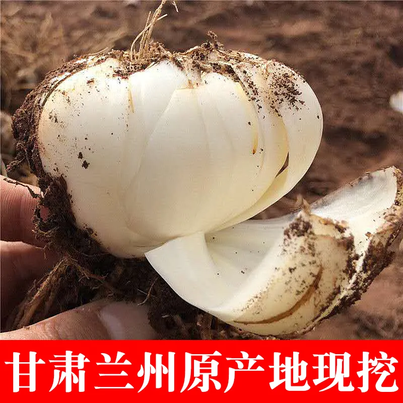 新鲜现挖兰州百合精选九年生大百合农家食用甜百合 9年生大果1斤装3袋 京东折扣/优惠券