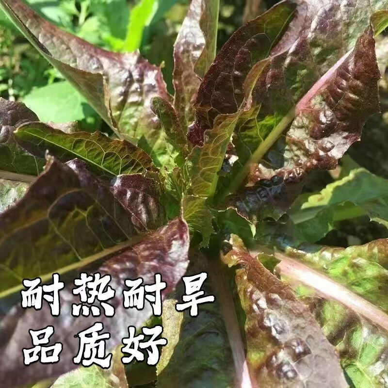 旺園興油麥菜苗秧苗麥香味油麥菜廣東小葉圓葉香甜生菜苗水培四季蔬菜苗 紫紅油油麥菜苗30棵 收藏關(guān)注送肥