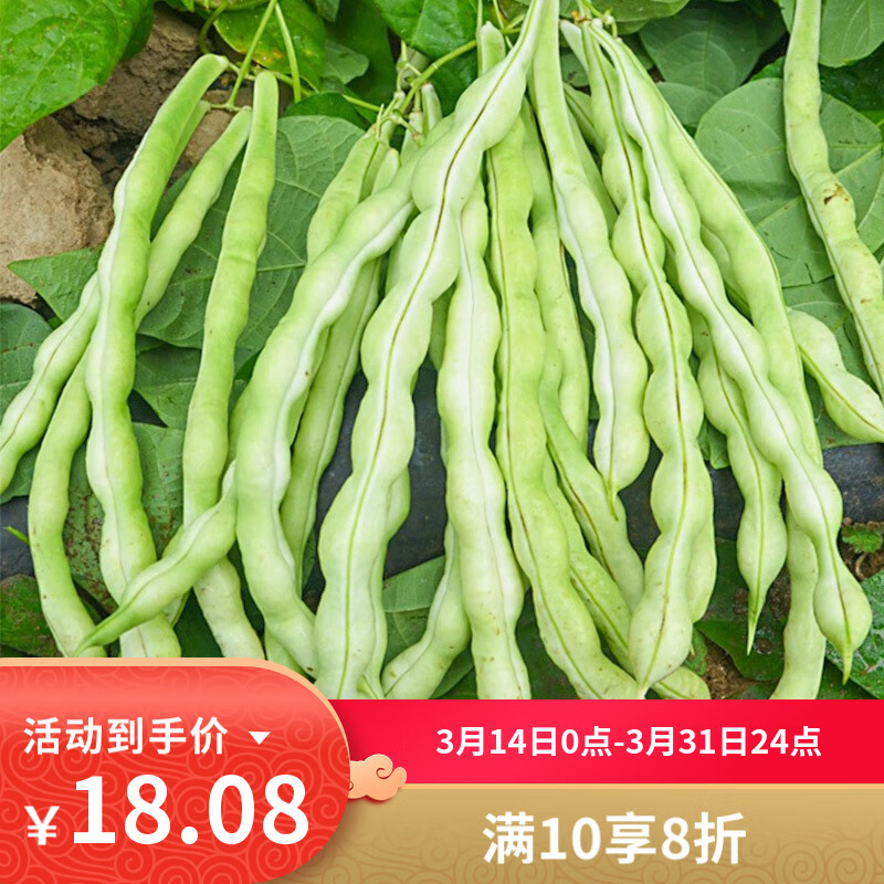 種菜記 特級(jí)九粒白蕓豆種子白不老豆角種籽孑早熟豇豆種子春季菜籽 特級(jí)九粒白蕓豆種子100克 2袋