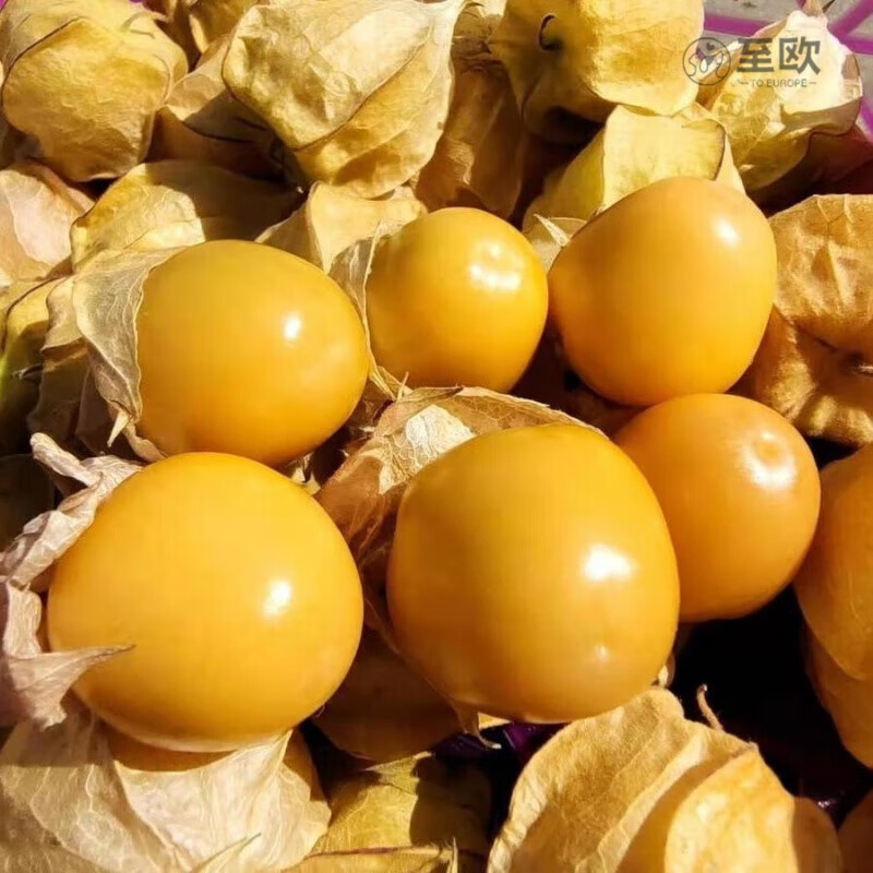 【云南直发】黄金姑娘果灯笼果新鲜应季水果黄菇娘果洋菇娘 【云南特产】人工挑选 品质如一 【带箱5斤】#黄金姑娘果 颗颗爆