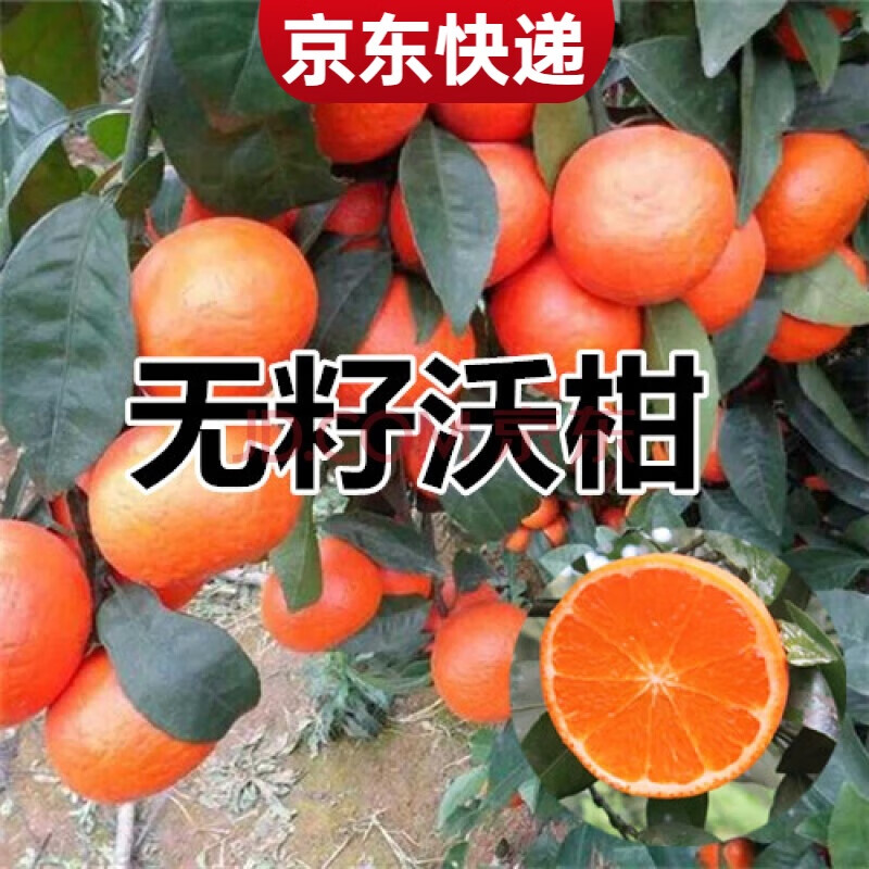 無(wú)籽沃柑苗091無(wú)核沃柑樹苗  橘子苗盆栽盆栽 地栽橘子苗 1年苗