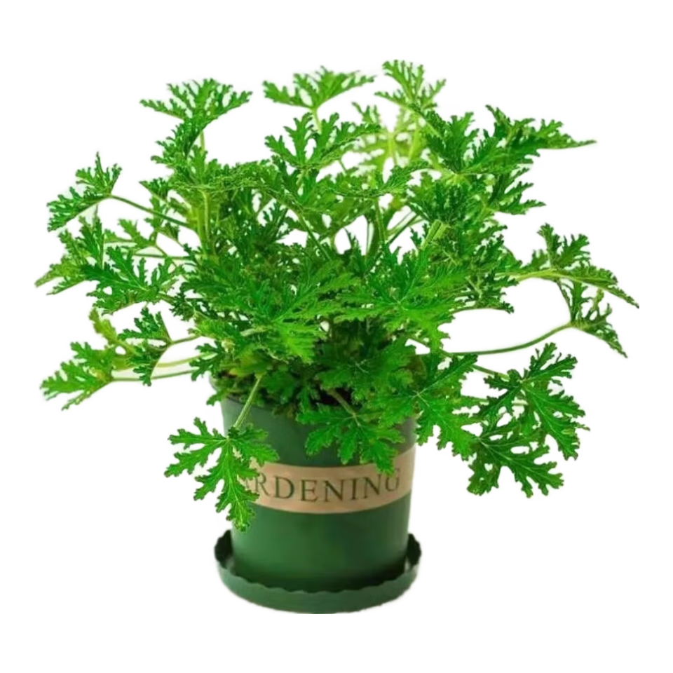 ��Ҷ���ÿ��� ���ò����� 1��Լ500�� ��������̨���� 1.01Ԫ