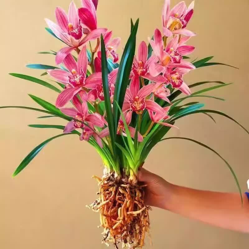 劉閣蘭花夏带浓香花苞 建兰四季兰状元红 名贵兰花苗好养易活浓香型兰花 状元红2苗【送简易盆】