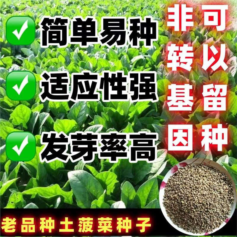 老品种土菠菜种子籽红根小尖叶菠菜种子耐高温四季青菜种子蔬菜 老品种土菠菜种子【一斤】