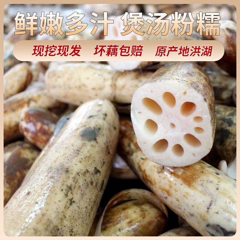 华贵新鲜洪湖粉藕脆藕花藕粉藕煲汤火锅食材现摘带泥蔬菜 洪湖粉藕1斤