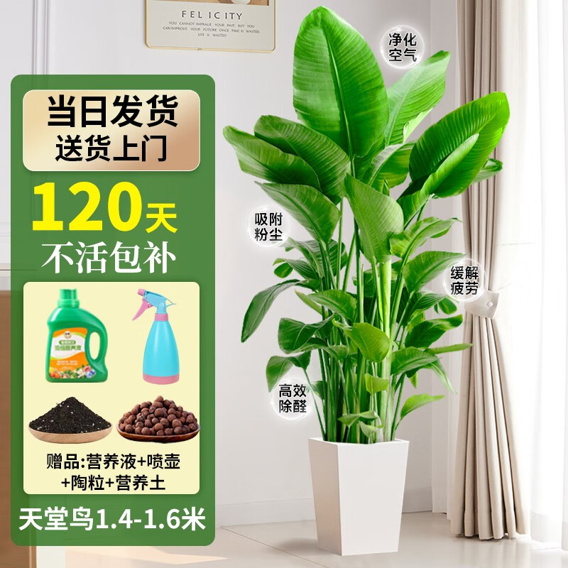 ���ڲ���������[120����������]��������ֲ����������������ȩ����ֲ�ﻨ����� A+��������1.4-1.6�ס������衿