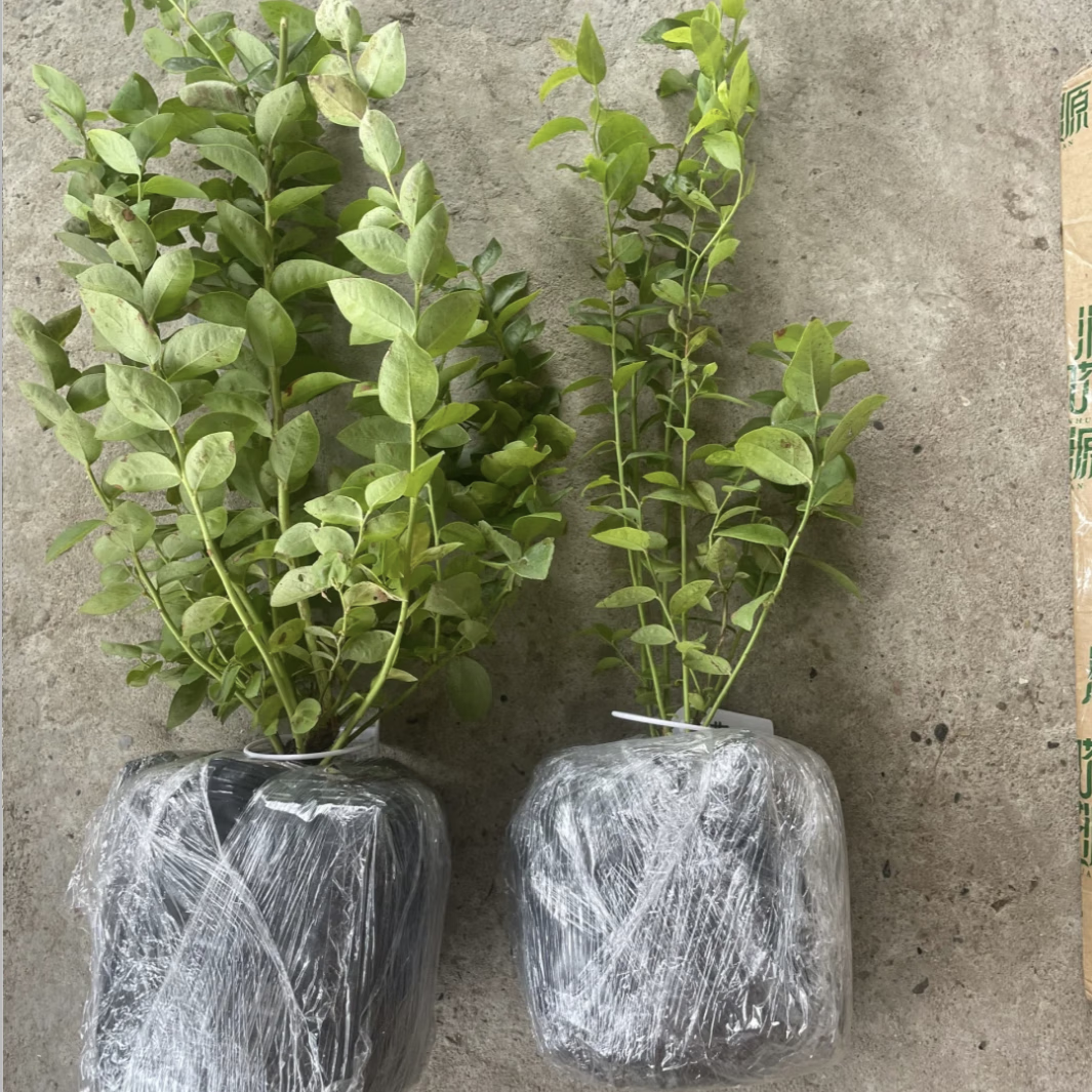 ��ݮ�������Դ����������ϱ�����ֲ�����ش���̨�����統���� 3����ԭ����3-5��֧Լ30cm��