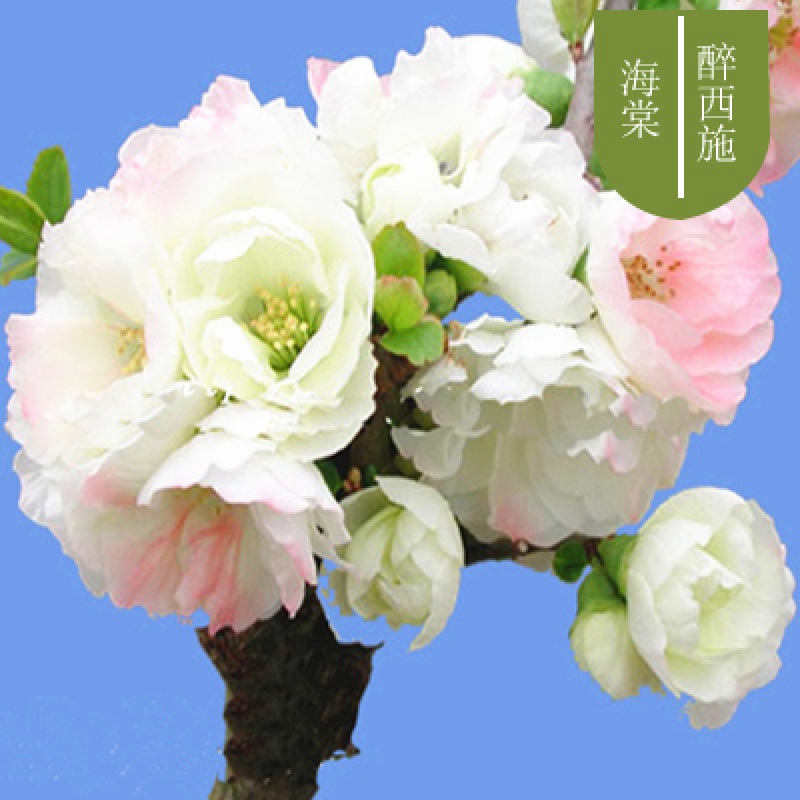海棠花苗花卉盆栽盆景老桩室内外观花绿植物庭院阳台四季开花 醉西施